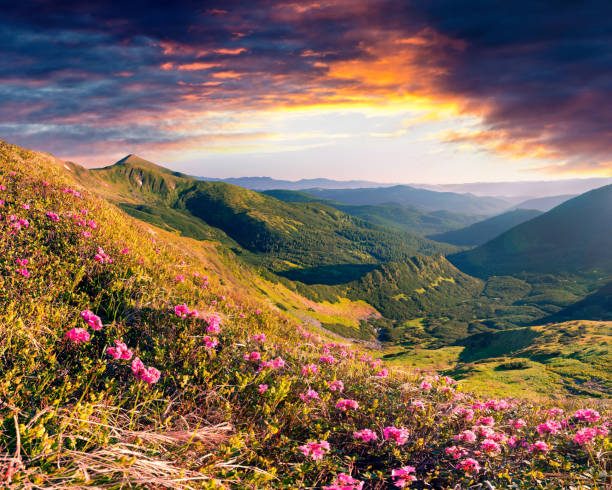 istock Dramatic summer sunrise with fields of blooming rhododendron flowers 1992929138