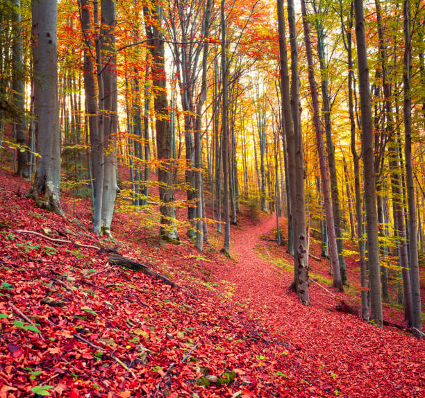 Colorful autumn csene in the mountain forest. Beautiful morning view in Carpathian mountains, Ukraine, Europe. Beauty of nature concept background.