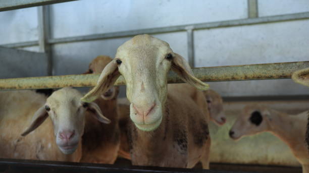 istock Small Group of Sheep in Farm Pen 1992934894