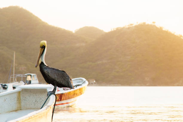 long shot of a beautiful pelican standing on a boat darting and looking at the camera in the sea on a fishing coast in taganga magdalena