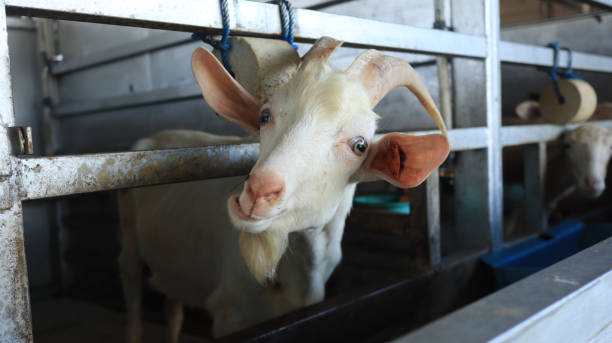 istock Small Group of Sheep in Farm Pen 1992948121