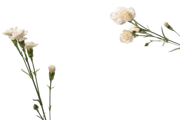 White beautiful carnation flower isolated on a white background.