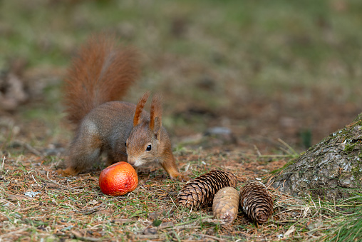 Beautiful Eurasian red squirrel (Sciurus vulgaris) eating a red apple.