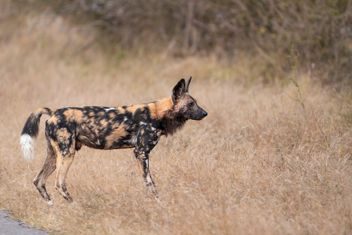 A beautiful African wild dog standing in the dry grassland in Kruger National Par.