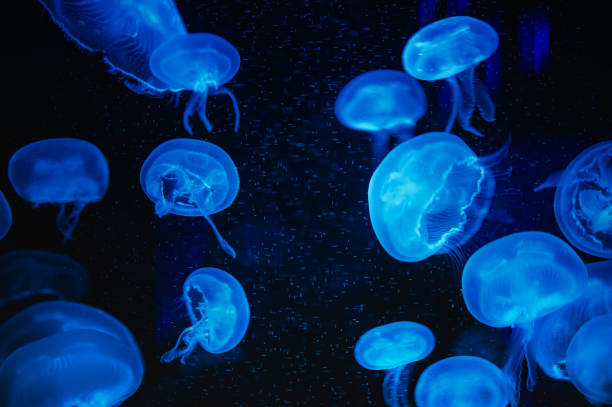 Free Stock Photo of Group of Jellyfish Swimming in the Water | Download ...