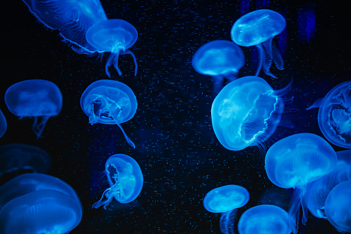 jellyfish, animal, ocean, sea, water, aquarium, aquatic, fish, life, nature. a group of blue sky jellyfish swimming in a deep ocean, them in the deep sea with black background bokeh. jellyfish nature.