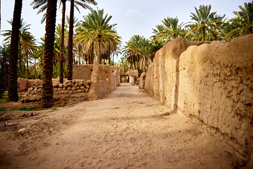 Date palm grove featuring some of the millions of trees that produce tons of dates annually in Saudi Arabia.