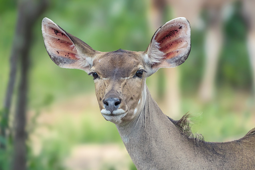 Large sub-Saharan antelope