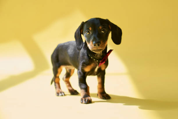 Front view of small, black dachshund puppy standing, going, walking, looking at camera, thoughtful. Sunny weather outside, dog playing. Isolated on yellow studio blackground.