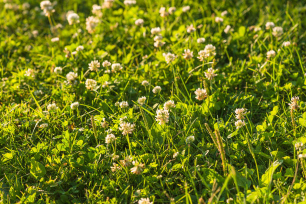Beautiful natural background with blooming white clover on sunny day