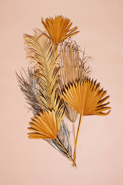 istock Composition of dry palm leaves 1992994097