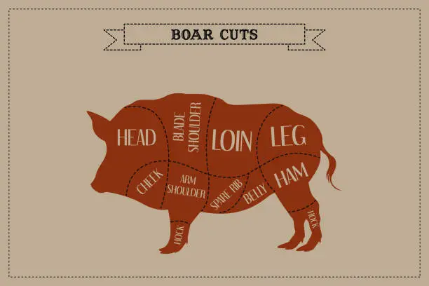 Vector illustration of Color Guide to Butcher Diagrams for Cutting Boar