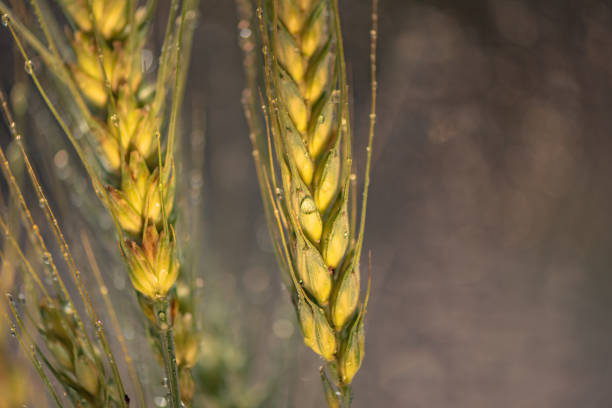 Spikelet of wheat with raindrops