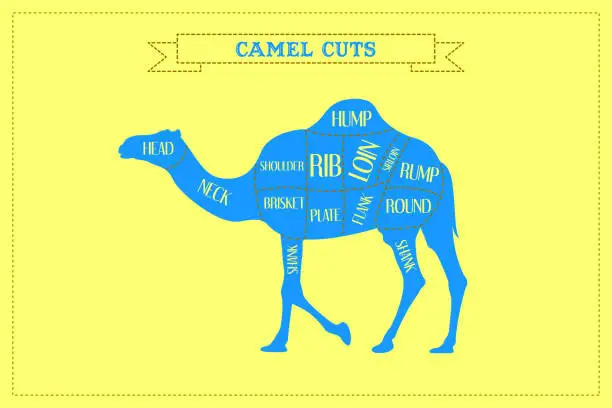 Vector illustration of Color Guide to Butcher Diagrams for Cutting Camel