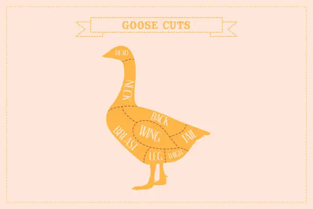 Vector illustration of Color Guide to Butcher Diagrams for Cutting Goose