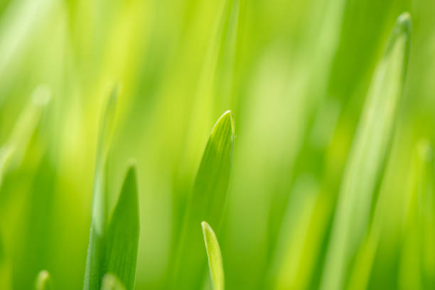 Young juicy grass for background