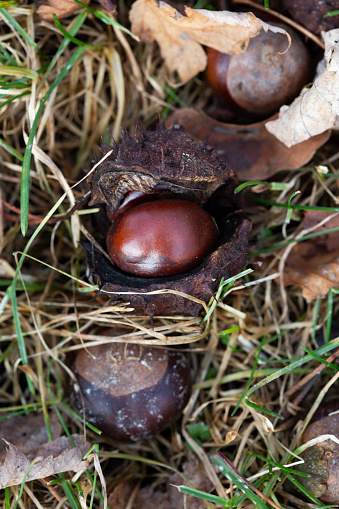 chestnut on grass fallen from the tree and coming out of its spikey enclosure.