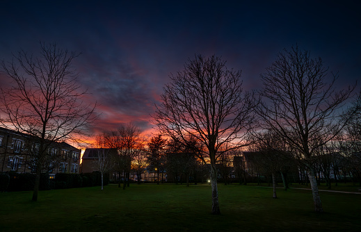 Park at sunset with trees. The bare branches are in silhouette against a pink sky. Dusk view in landscape orientation with buildings behind.