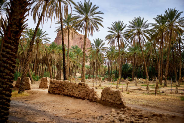 istock Al-Ula oasis and date palm grove 1993008194