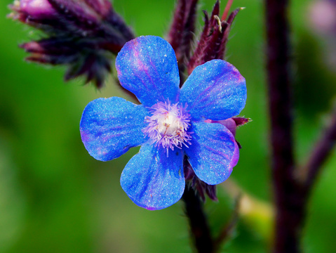 Anchusa L. is a genus of the family Boraginaceae with around 40 species native to Asia, Europe, North Africa and South America and has spread to North America.