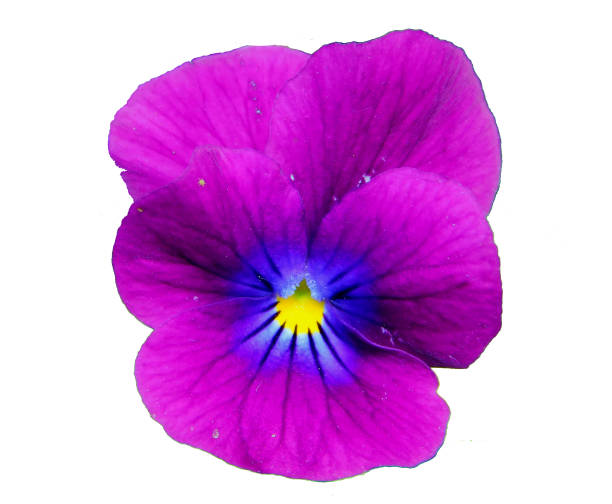 istock pansies flower on white background 1993015512