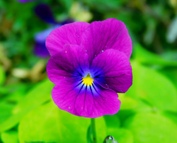 Pansies are ornamental hybrid plants, cultivated for their showy flowers, obtained from the wild species Viola tricolor; although it is sometimes called Viola tricolor hortensis, strictly speaking