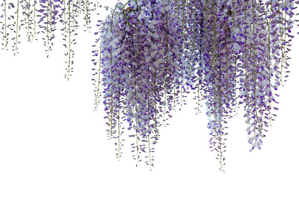 istock Wisteria flowering branch isolated 1993017897