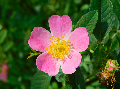 Rugosa rose, Rosa rugosa, also known as beach rose or Japanese rose, with pink flower in spring, Netherlands