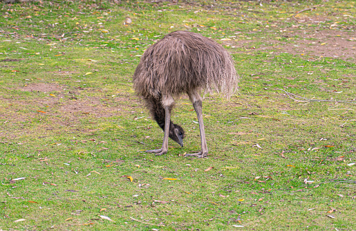 Ostrich