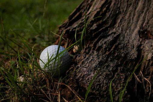 The golf ball fell at the base of a tree, creating an obstacle for playing golf.