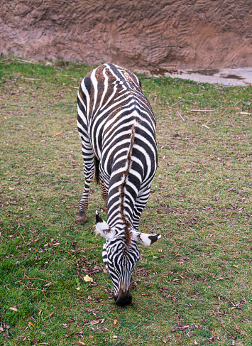 Zebra eating something