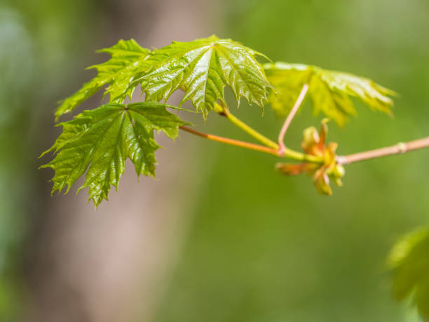 istock Spring branches of maple tree with fresh green leaves on blurred background 1993047885