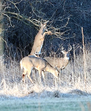 White-tailed deer standing on hind legs to reach tree branch.