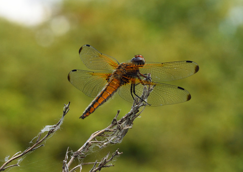 Scarce Caser Dragonfly Female close up
