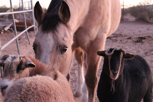 Friends for life. My 2 sweet mini’s Rockets & Groot with their best friend; my retired 40 yr old Gelding Mojo Jojo  Rising animals