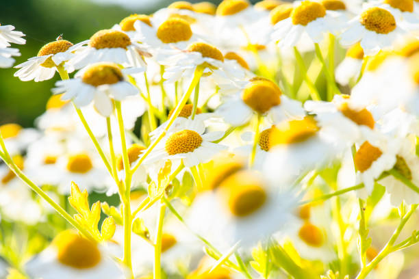 Baldrs brow Tripleurospermum inodorum in a field at summer.