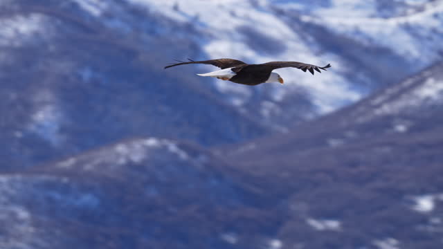 Bald Eagle flying through the winter landscape in Utah