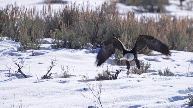 Bald Eagle flying low over the snow during winter in Utah