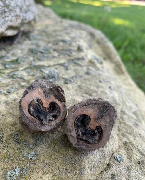 istock Its What’s Inside That Counts-Perfect Hearts In Rough Walnut Shell 1993066919