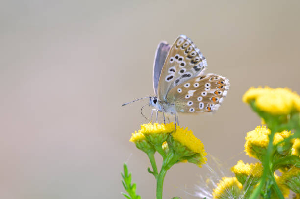 istock Lysandra coridon on Tanacetum vulgare 1993067976