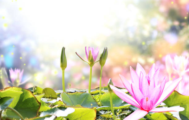 istock Horizontal banner with blossoming lotus flower on sunny nature spring background. Summer scene with lily flower in rays of sunlight. Close-up or macro. A picturesque colorful photo with a soft focus 1993071663