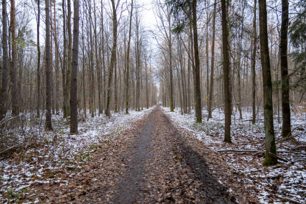 Forest at early winter with partial snow cover