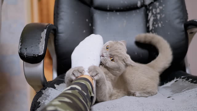 Playful Gray Kitten Playing with Owner's Outstretched Leg on an Old Armchair