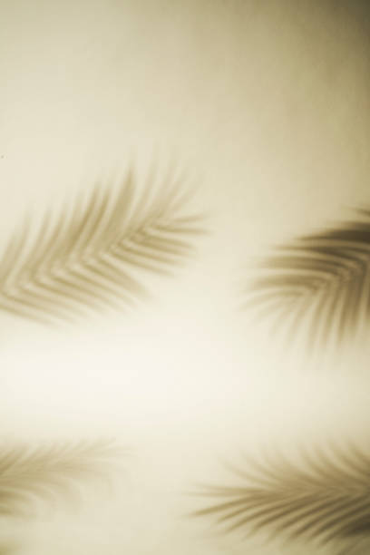 istock Gray shadow of the leaves on a wall 1993086372