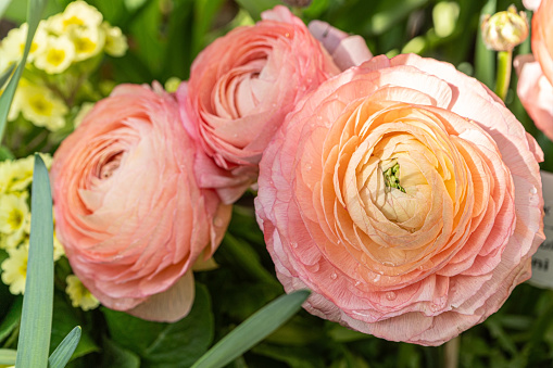 Delicate blooming light springtime flowers in vases, spring blossoming floral festive background, bouquets floral card, selective focus, shallow DOF