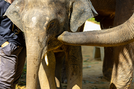 Single elephant having fun at feeding time