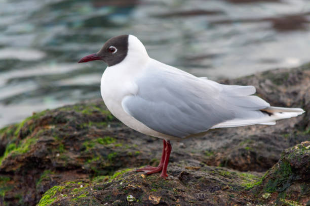 Cáhuil Seagull (Chroicocephalus maculipennis) 
perched on the rocks. Photographs of birds from southern Chile and America kelp gull stock pictures, royalty-free photos & images