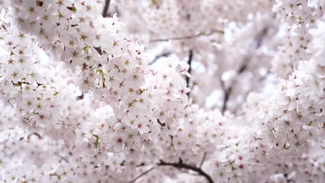 Blossoming cherry tree, white flowers, nature background