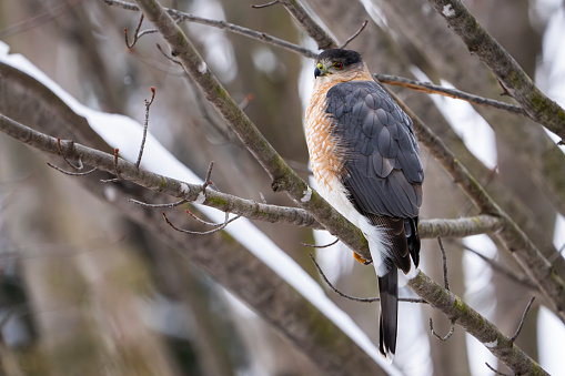 Cooper’s hawk resting on a perch during winter.