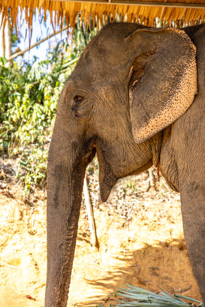 istock close up of elephants at Phuket elephant sanctuary 1993102709